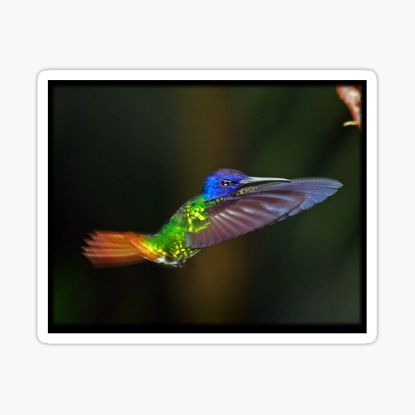 Hummingbird Sticker