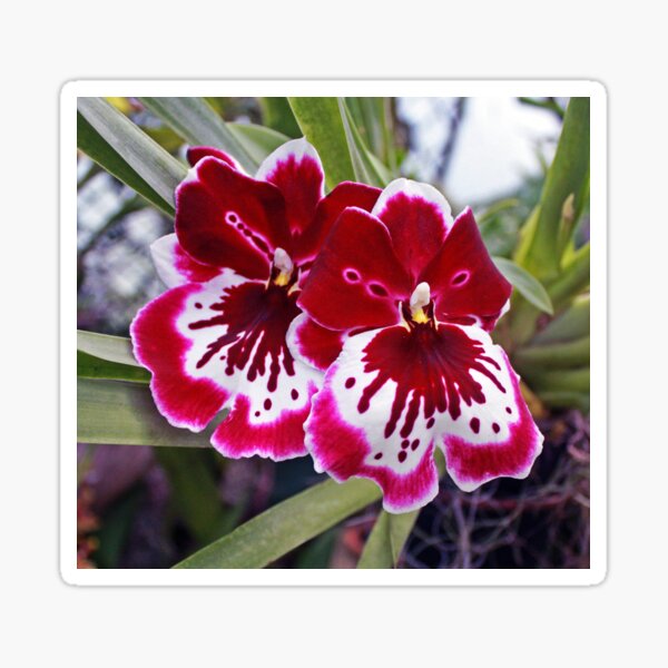 Orchids 2 Sticker