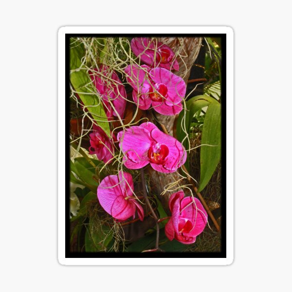 Orchids 4 Sticker
