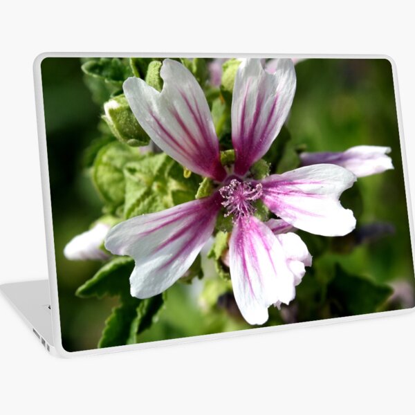 Zebra Mallow Flower Laptop Skin