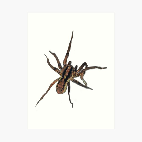 Fishing Spider Invert Art Print for Sale by IgorAndMore