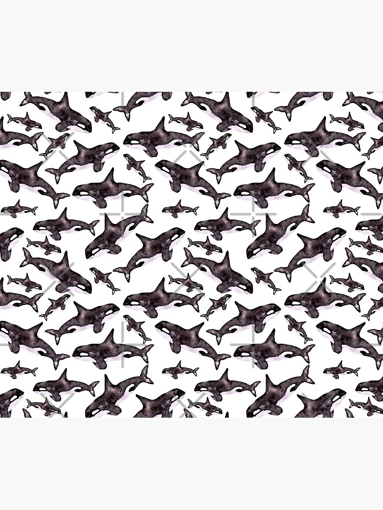 orca whale travel patterns