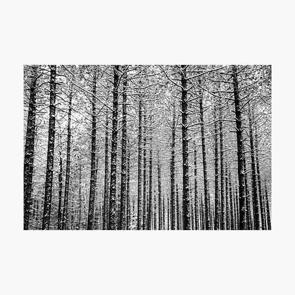 Snow Covered Trees Photographic Print