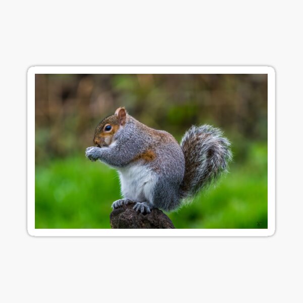 Item preview, Grey Squirrel designed and sold by iCimages.net.