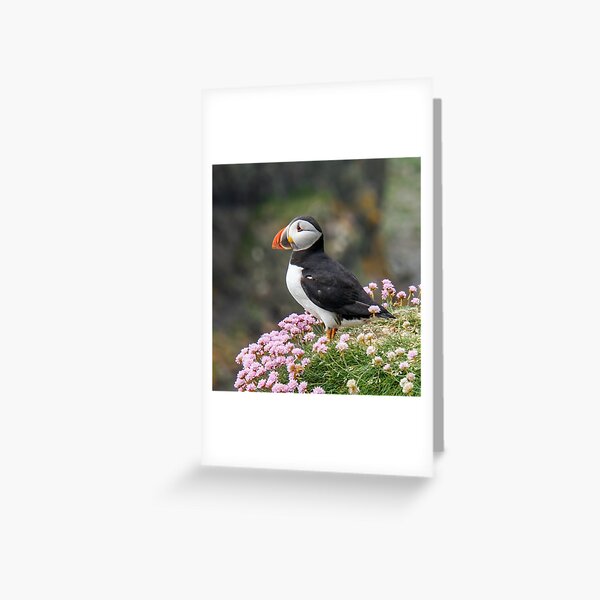 Puffin amongst pink flowers. Greeting Card