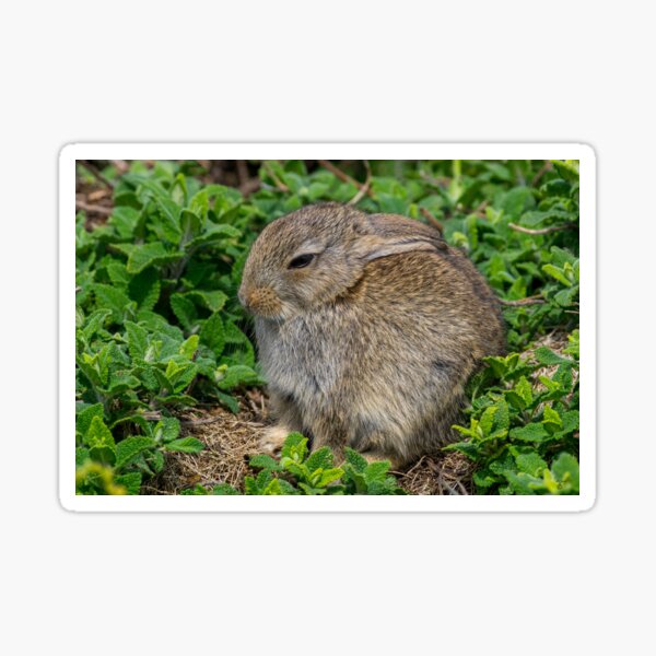Item preview, A wild rabbit  designed and sold by iCimages.net.