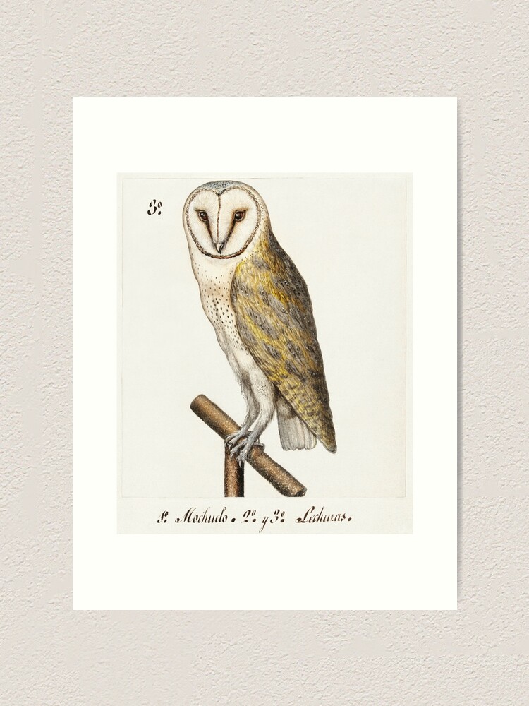 Vintage Owl Art Print By Francesantoinet Redbubble