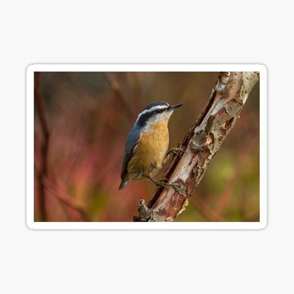 RED-BREASTED NUTHATCH Sticker