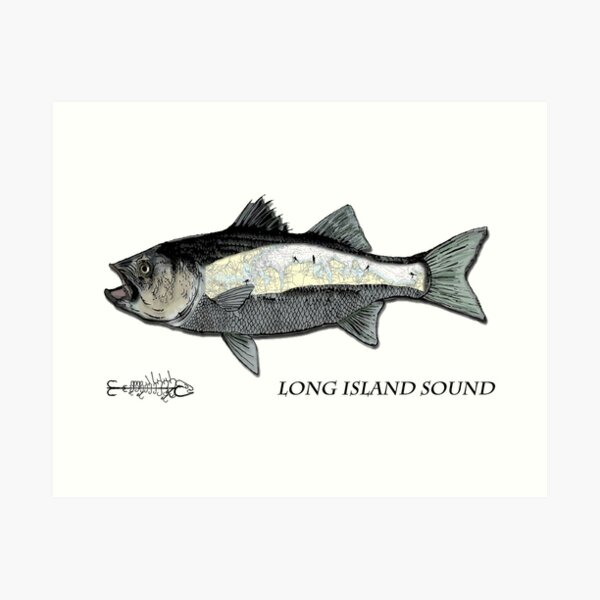 Striped Bass Fishing Art Prints for Sale