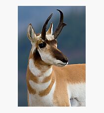 Pronghorn Portrait Photographic Print
