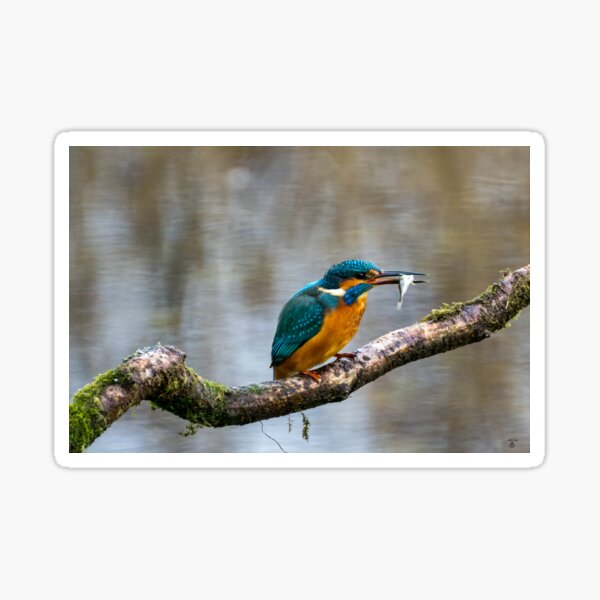 Item preview, Kingfisher designed and sold by iCimages.net.