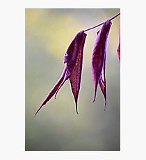spiral of purple Photographic Print