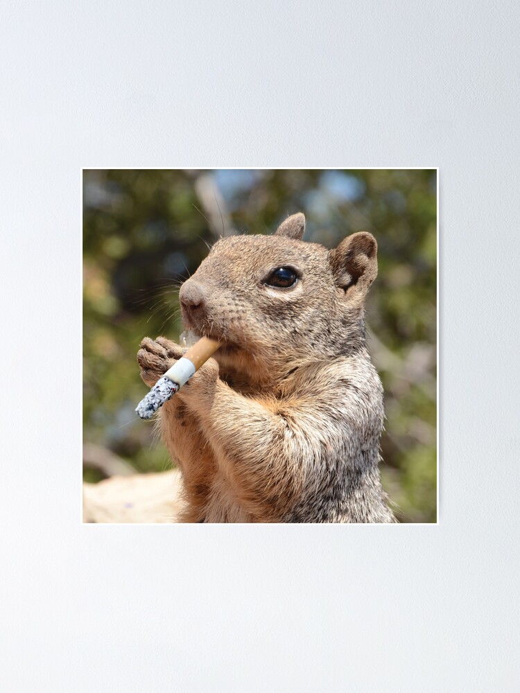 Puffy The Cigarette Smoker Smoking Squirrel Puffy The Cigarette Smoker Smoking Squirrel