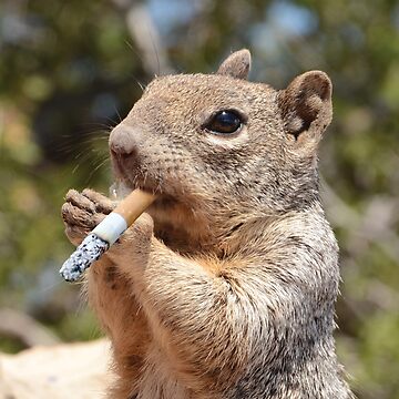 Artwork thumbnail, Puffy The Cigarette Smoker Smoking Squirrel by Bill Herrin