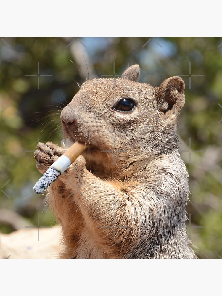 Thumbnail 3 of 3, Sticker, Puffy The Cigarette Smoker Smoking Squirrel designed and sold by Drummer1962.