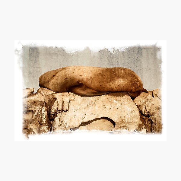 Stellar Sea Lion, Belle Chain Islets Photographic Print