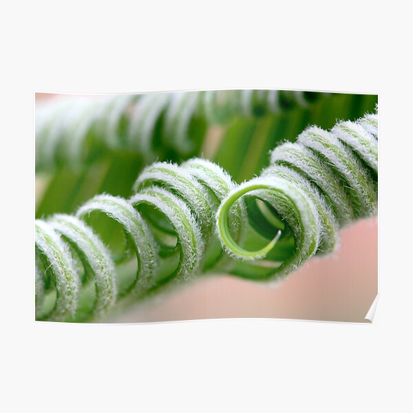 hairy curls Poster