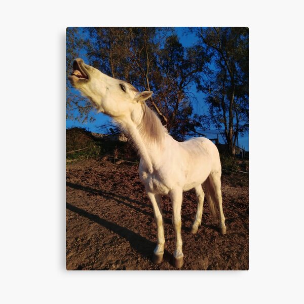 William laughing Canvas Print