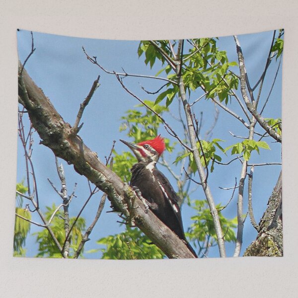 Item preview, Male Pileated Woodpecker designed and sold by Frankie Cat Photography.