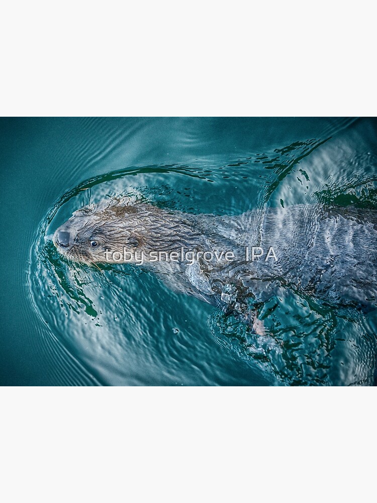 River Otter by tobysnelgrove