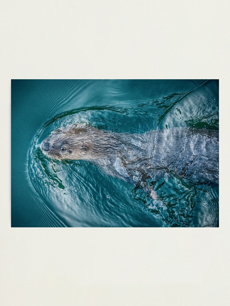Alternate view of River Otter Photographic Print