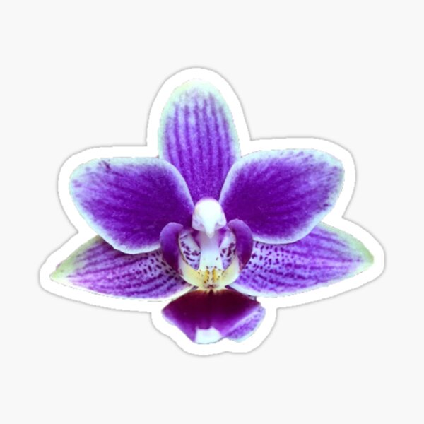 Item preview, Purple Orchid designed and sold by ascherf.