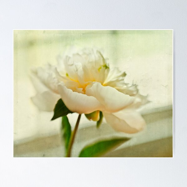 Item preview, Peony designed and sold by Suzanne Cummings.