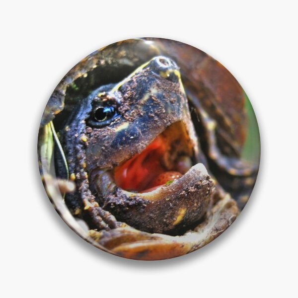 Item preview, Baby Turtle designed and sold by Savannah Gibbs.