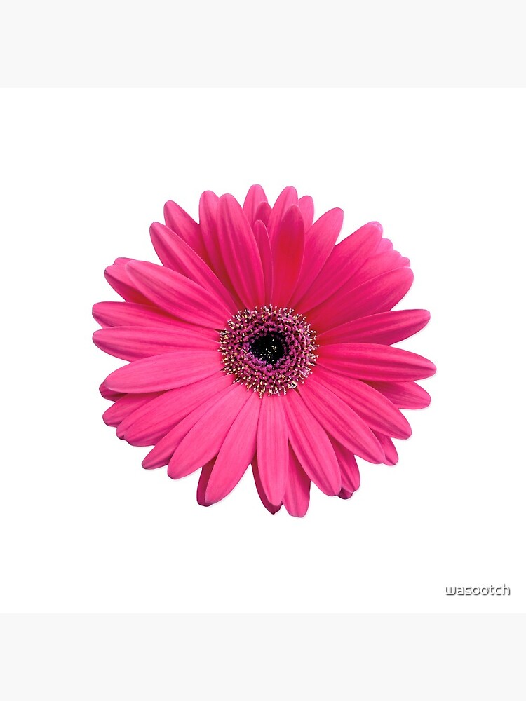 Gerbera Daisy Rose Clutch