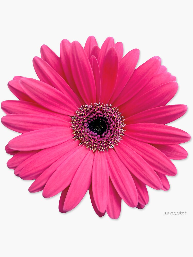 rosa Gerbera Gerber Gänseblümchen Blumenaufkleber | Sticker