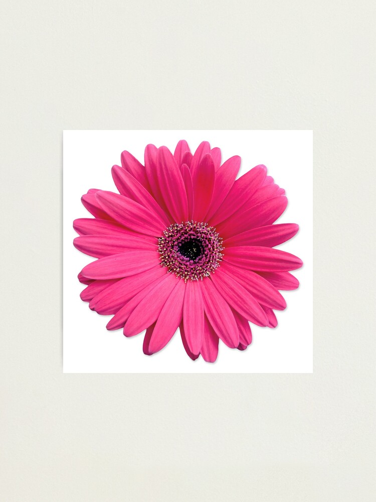 Lámina fotográfica «rosa gerbera gerber margarita flor pegatinas» de  wasootch | Redbubble