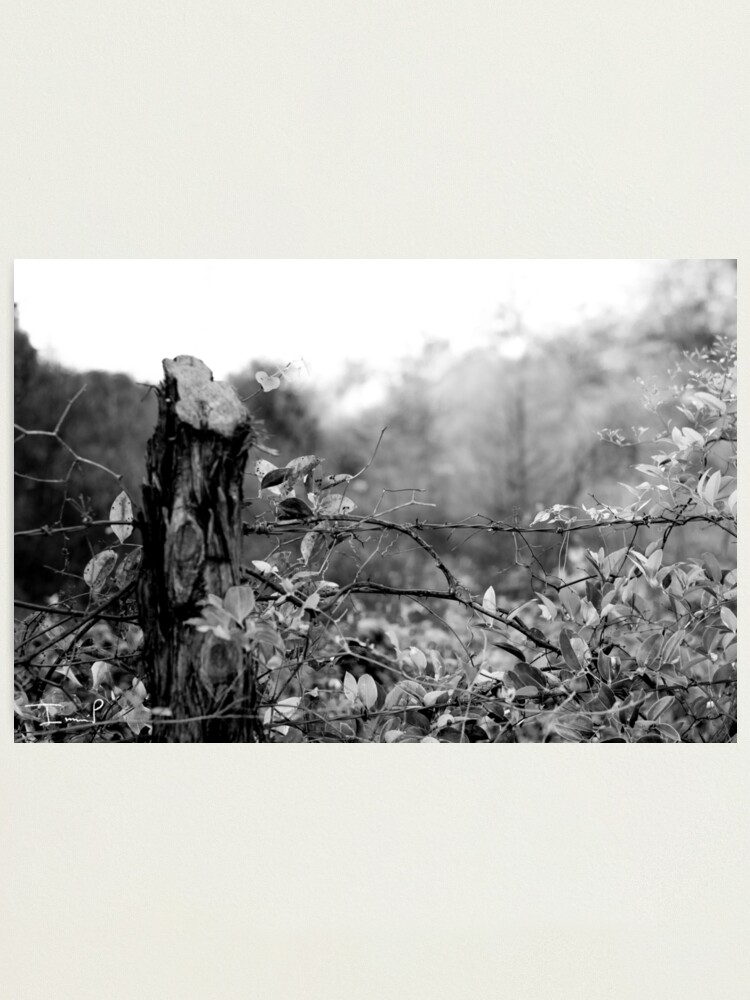 Alternate view of Country Road Photographic Print