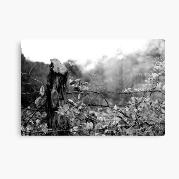 Country Road Canvas Print