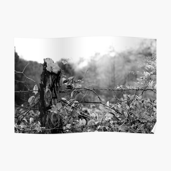Country Road Poster