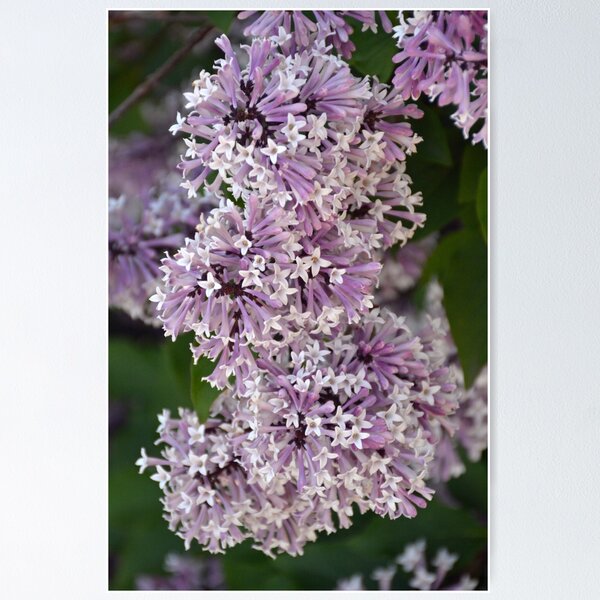 Item preview, Fragrant tiny lilacs designed and sold by perlphoto.