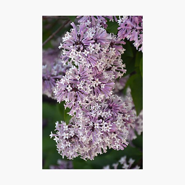 Item preview, Fragrant tiny lilacs designed and sold by perlphoto.