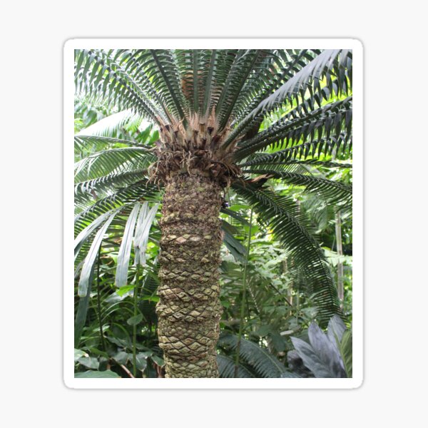 Tropical Palm Tree Fern, Kew Gardens Sticker