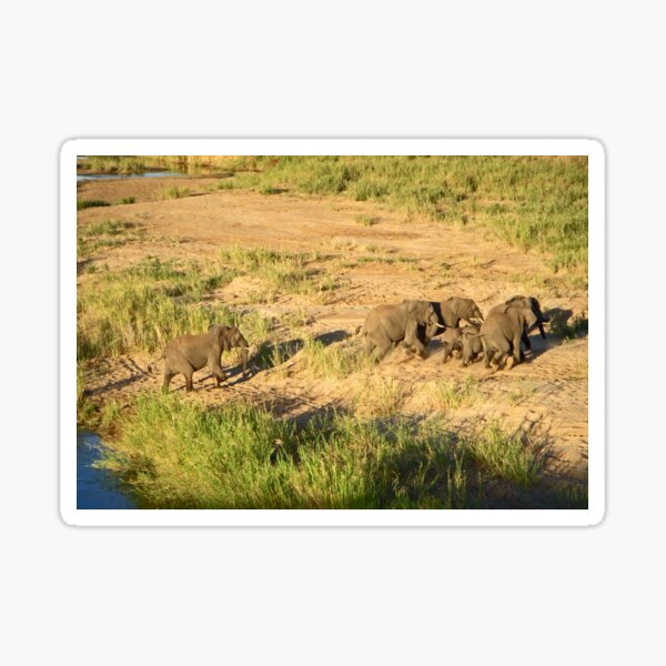 Vista previa del artículo con la obra «Elefantes a toda prisa, Parque Nacional de Chobe, Zimbabue», diseñado y vendido por Margaret  Hyde.