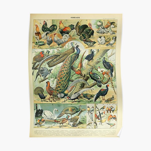 Vintage Birds Poster Poster