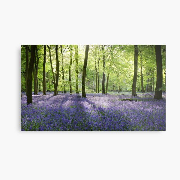 Bluebell Woods Metal Print