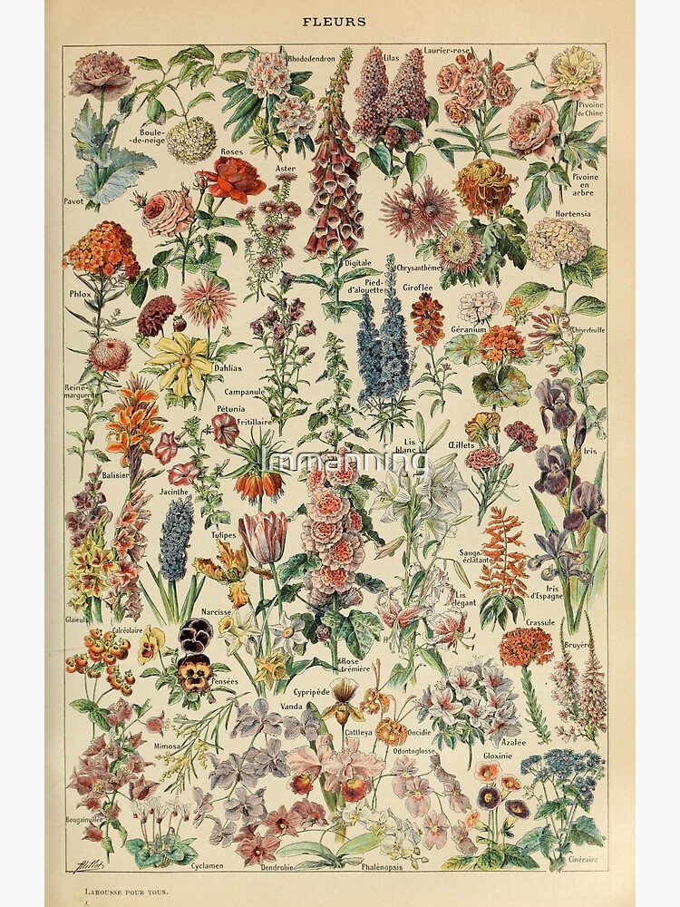 Disover Vintage Flower Poster Premium Matte Vertical Poster