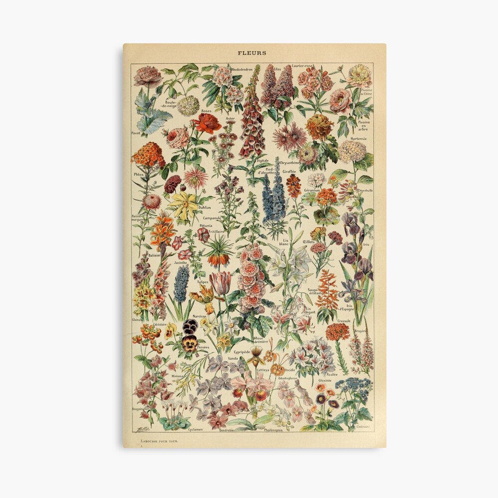 A3 Floral Art Poster Gift #8880 Pretty Retro Flowers Poster Print Size A4 
