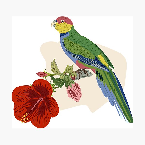 Artikelvorschau, Papagei und Hibiskus entworfen und verkauft von LizzyizzyDesign.