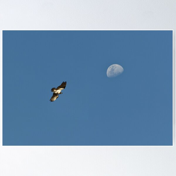 Item preview, Osprey moon. designed and sold by traveller.