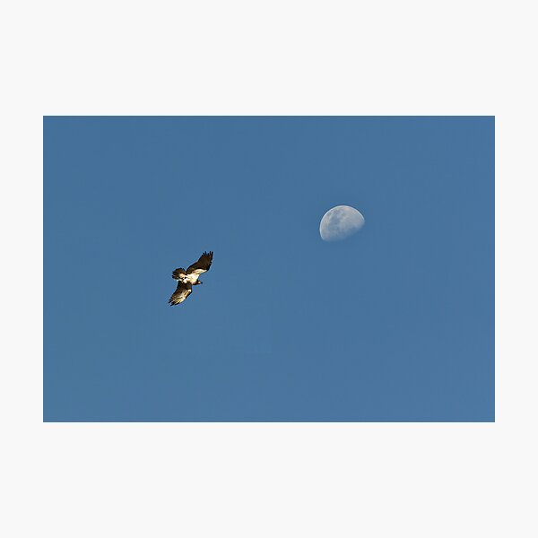 Item preview, Osprey moon. designed and sold by traveller.