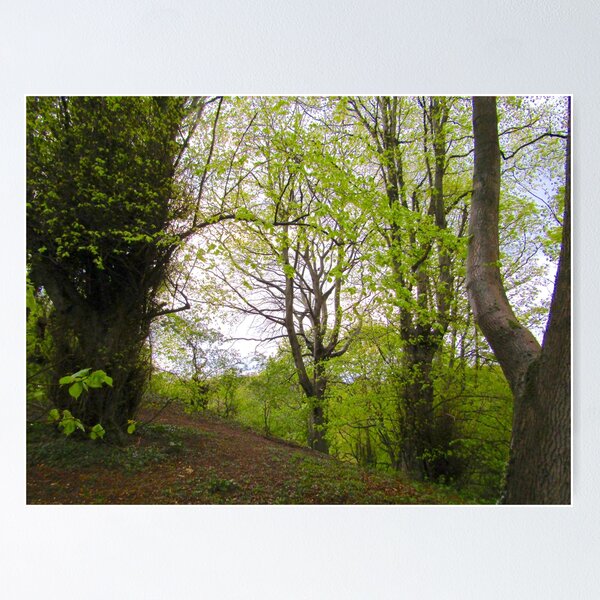 Item preview, Woodland Walk designed and sold by Andrew Morrell.