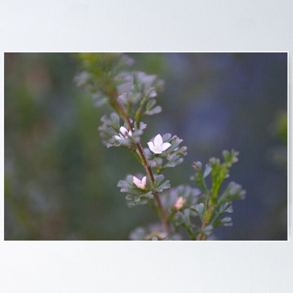 Artikelvorschau, Native flower 4 entworfen und verkauft von peterhau.