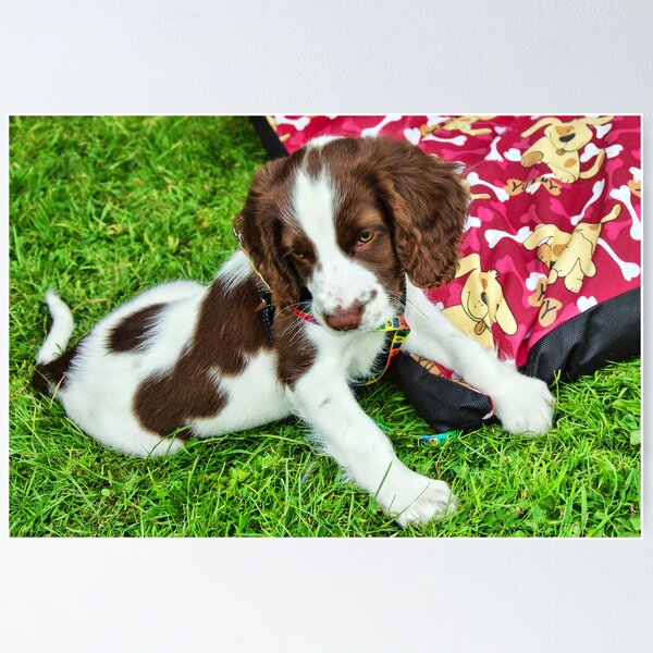 Item preview, My Best Puppy Pose :) designed and sold by Dorset Girl.