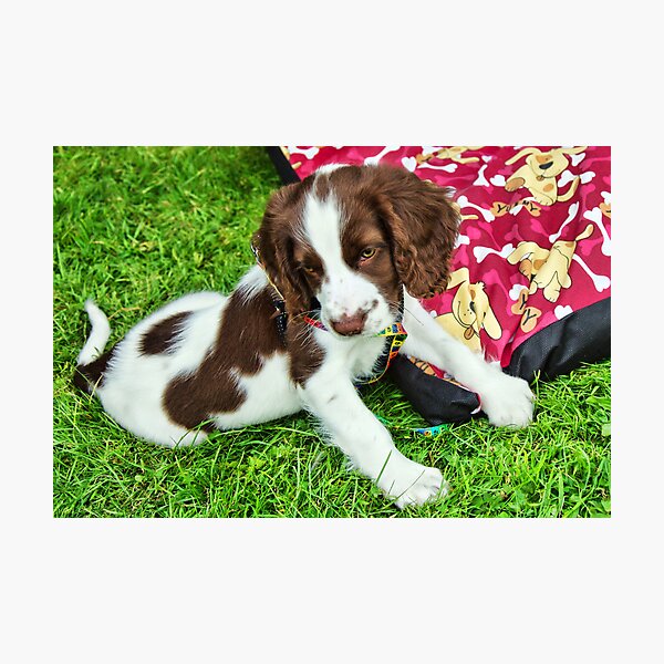 Item preview, My Best Puppy Pose :) designed and sold by Dorset Girl.