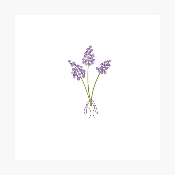 Artikelvorschau, Lavendel entworfen und verkauft von CaptainAlfredo.